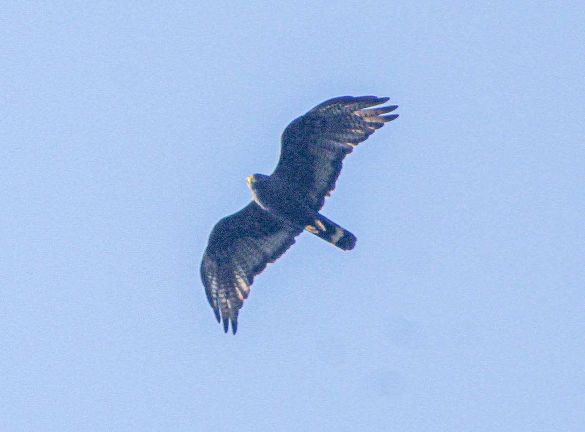 Zone-tailed Hawk - Karen Lopez