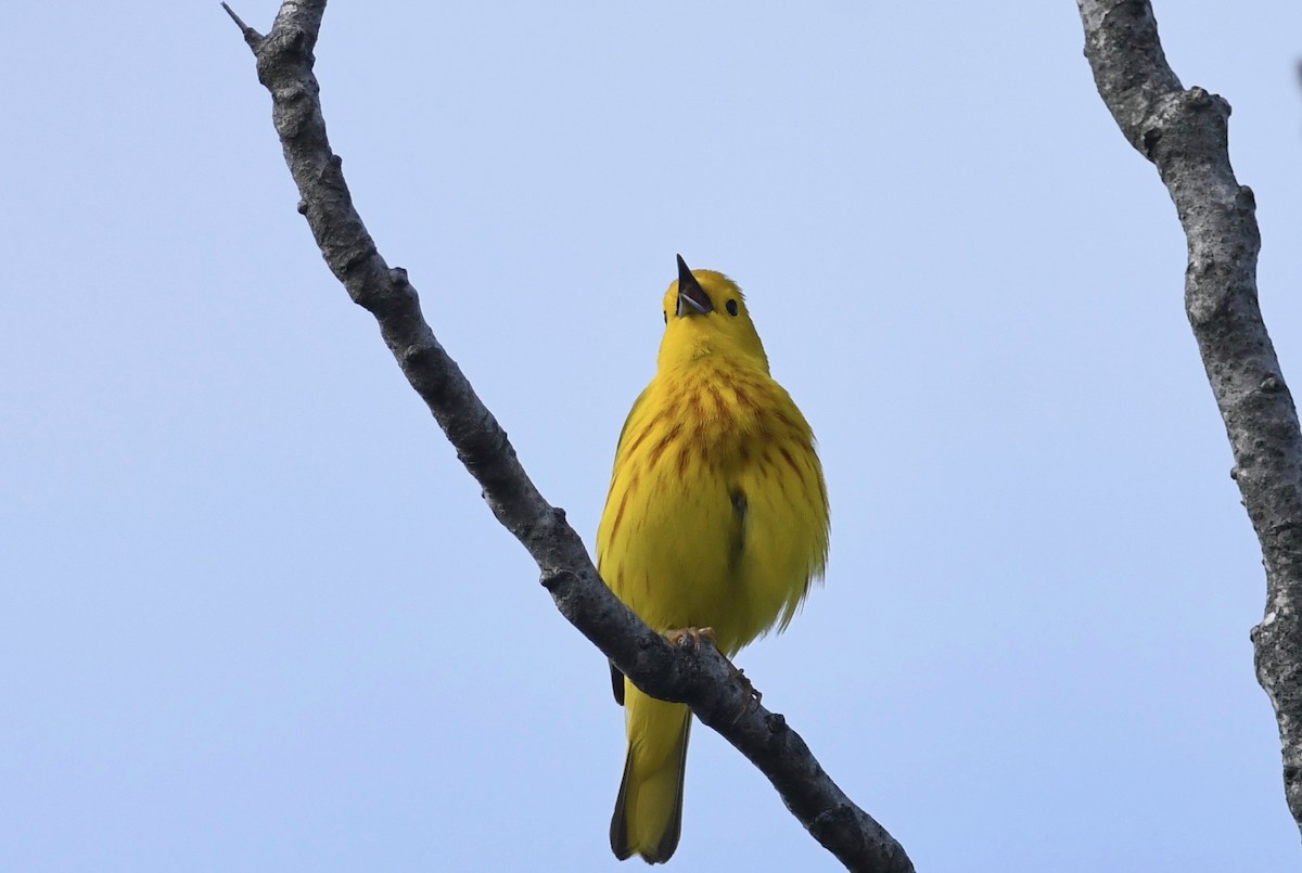 Yellow Warbler - Peter Paul