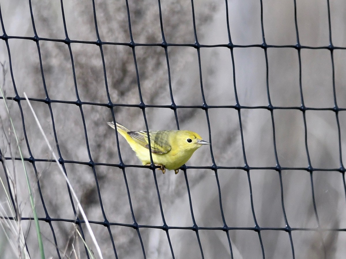 Yellow Warbler - Peter Paul