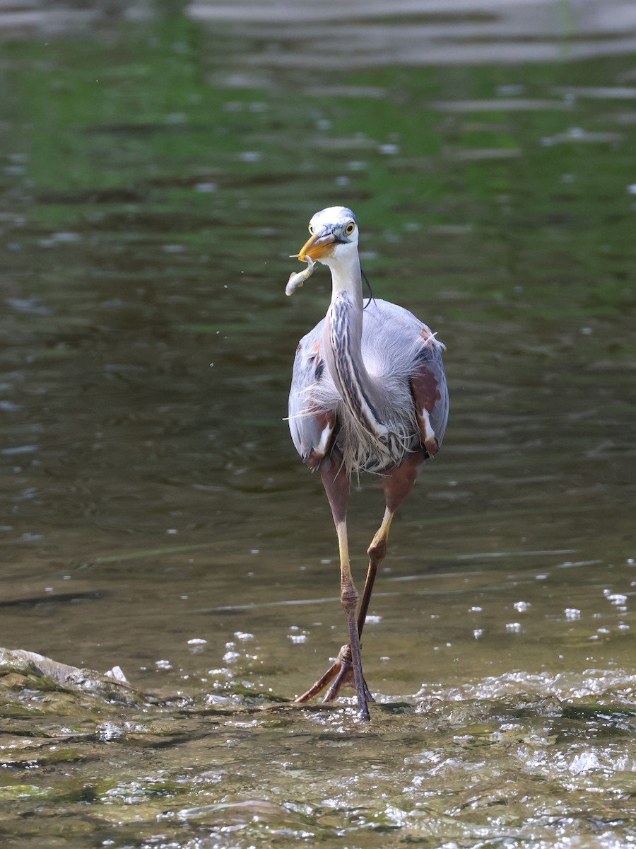 Garza Azulada - ML619360009