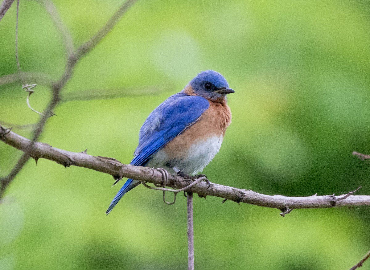 Eastern Bluebird - Greg Harrington