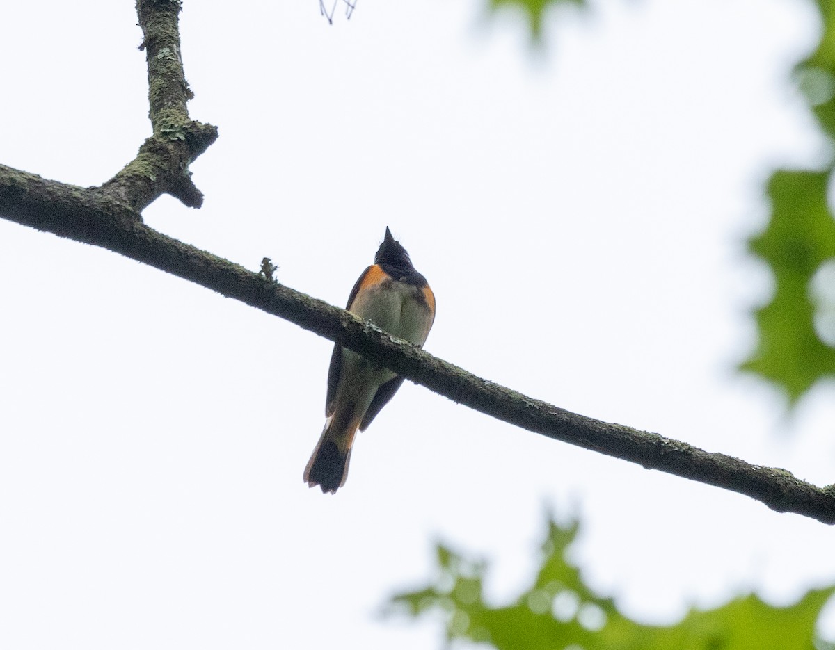 American Redstart - Greg Harrington