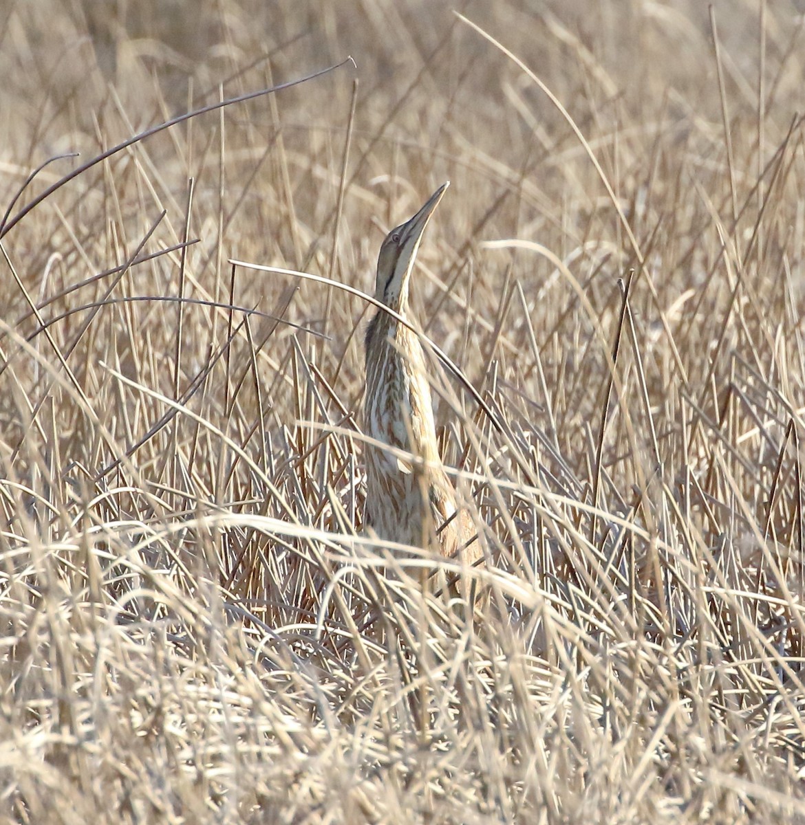 American Bittern - Rob Lowry