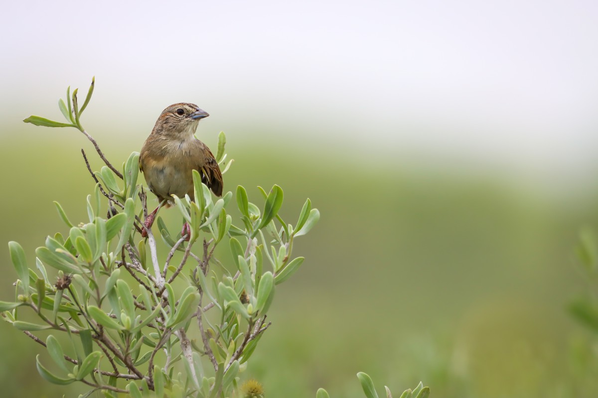 Botteri's Sparrow - ML619360047