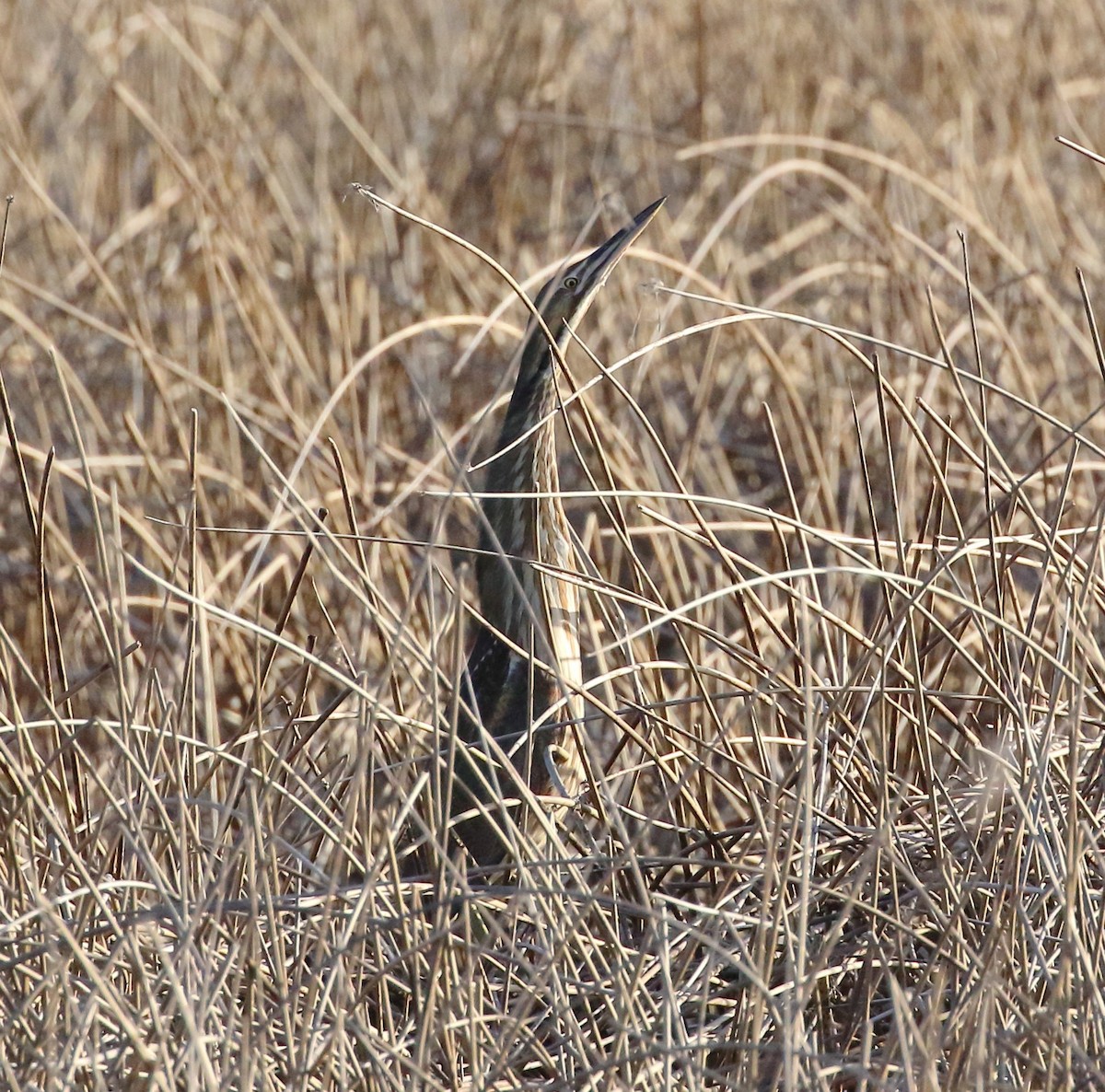 American Bittern - ML619360049