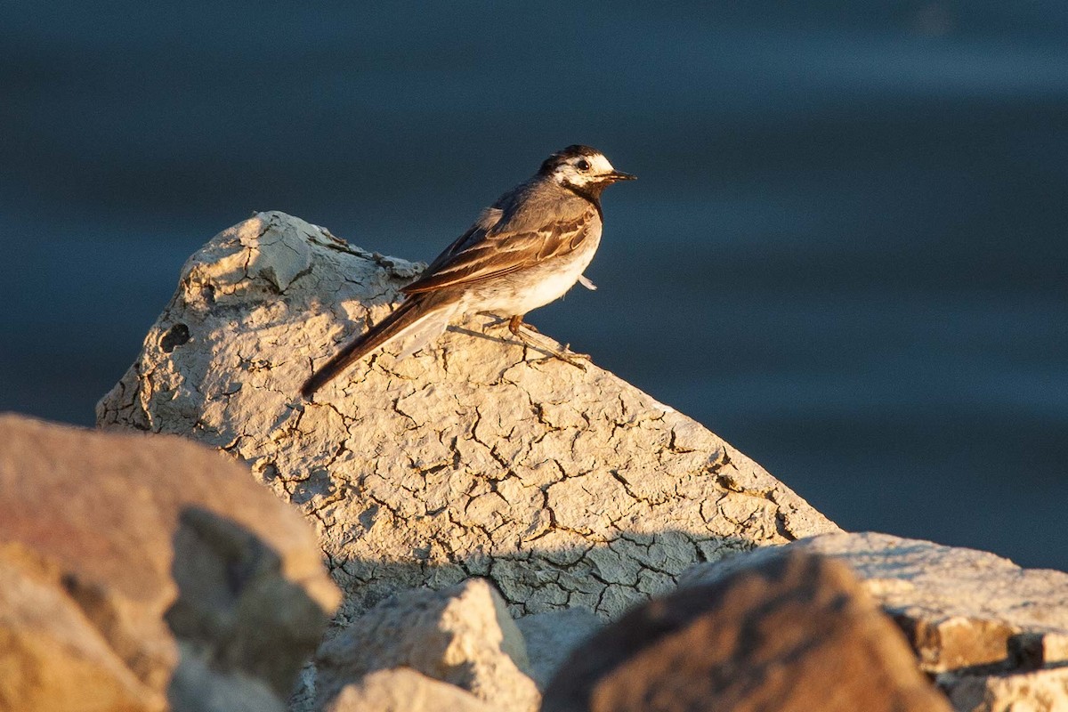 White Wagtail - Jerry Chen