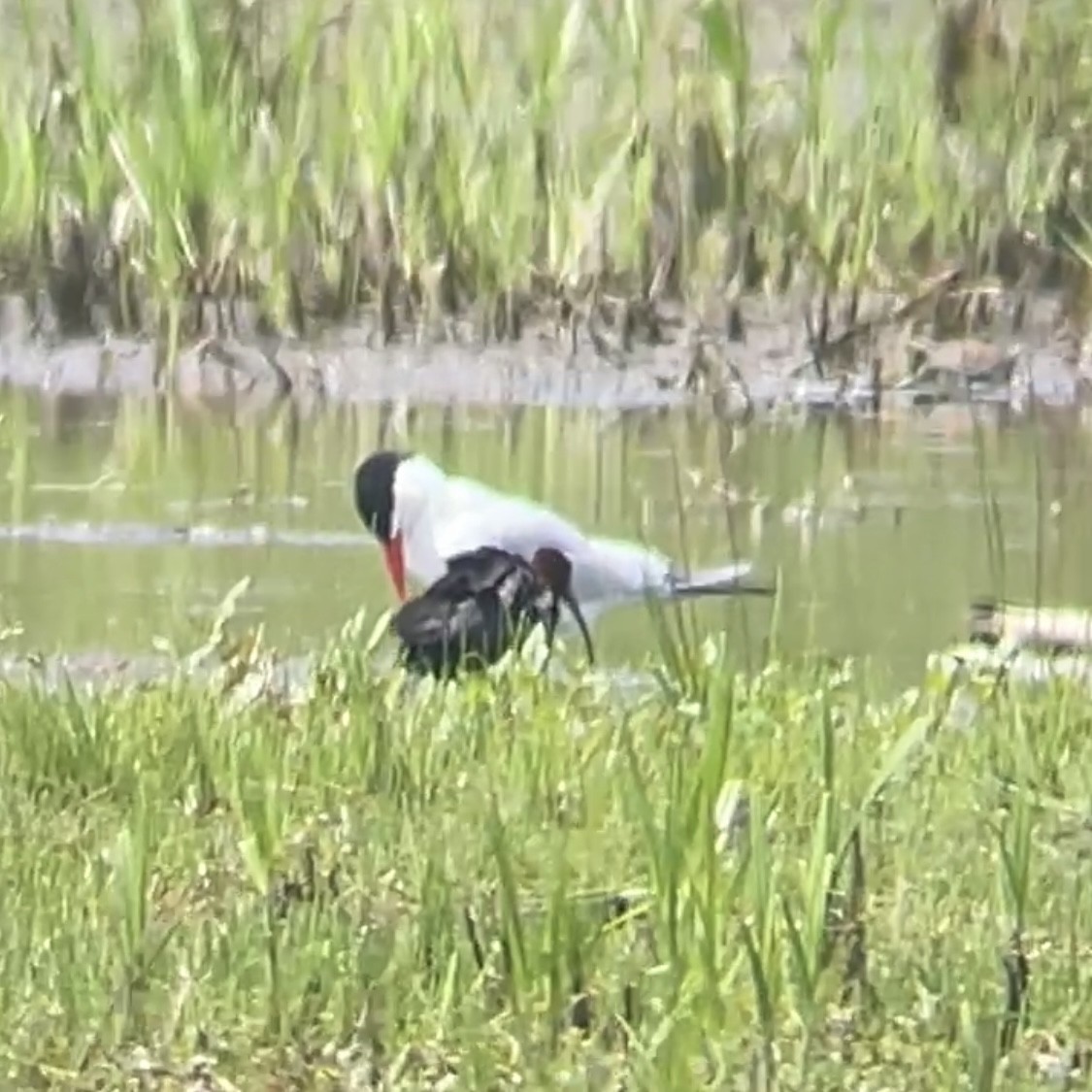 ブロンズトキ - ML619360080