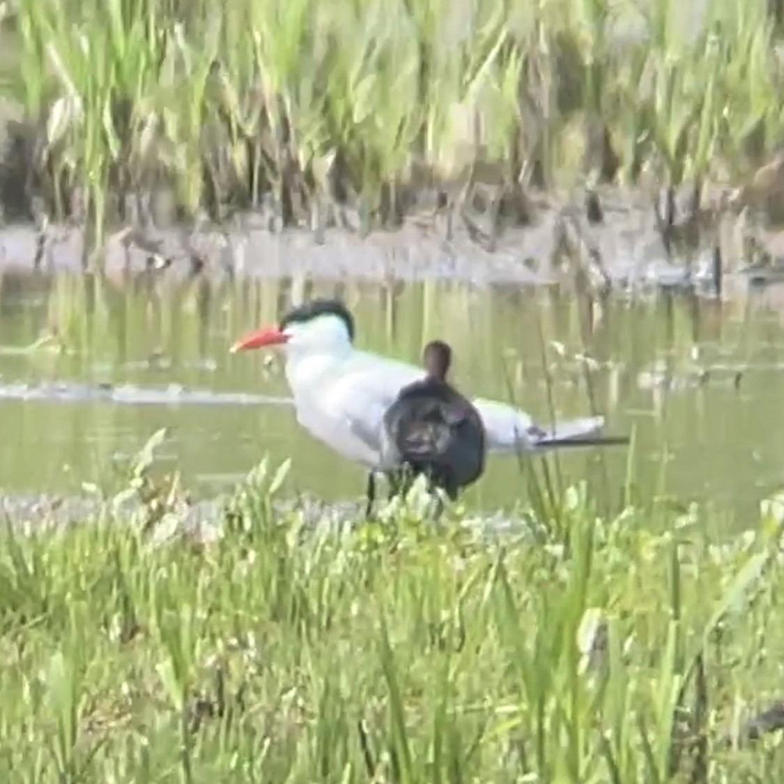 ブロンズトキ - ML619360081