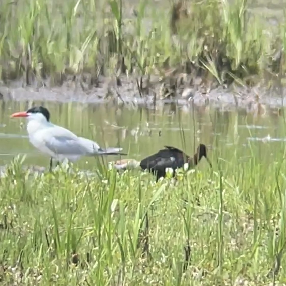 ブロンズトキ - ML619360082