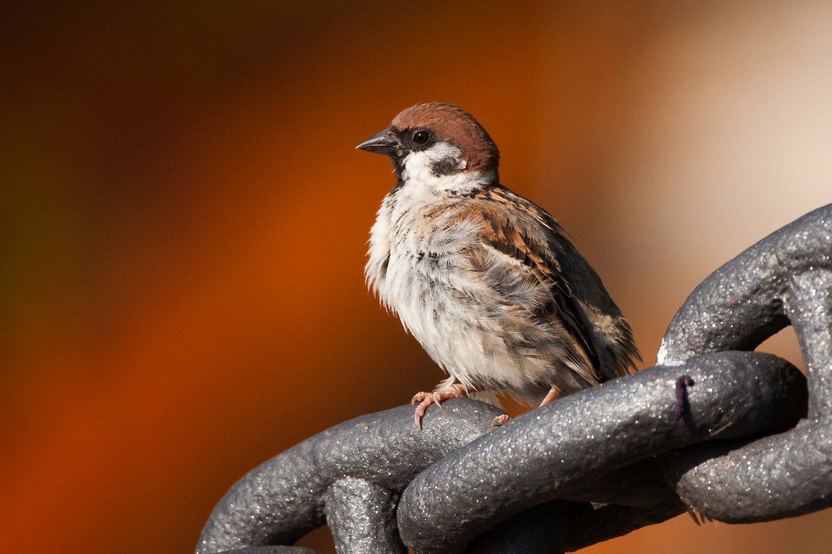 Eurasian Tree Sparrow - Jerry Chen