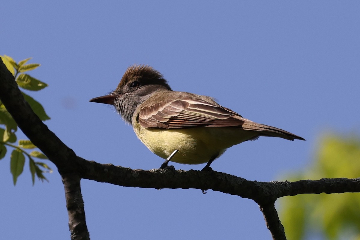 Great Crested Flycatcher - Peter Veighey