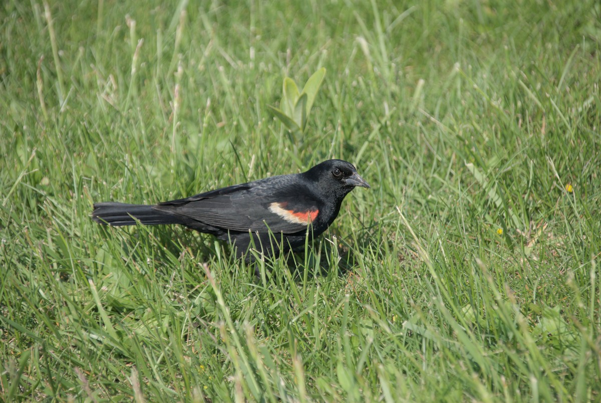 Red-winged Blackbird - Erin Henson