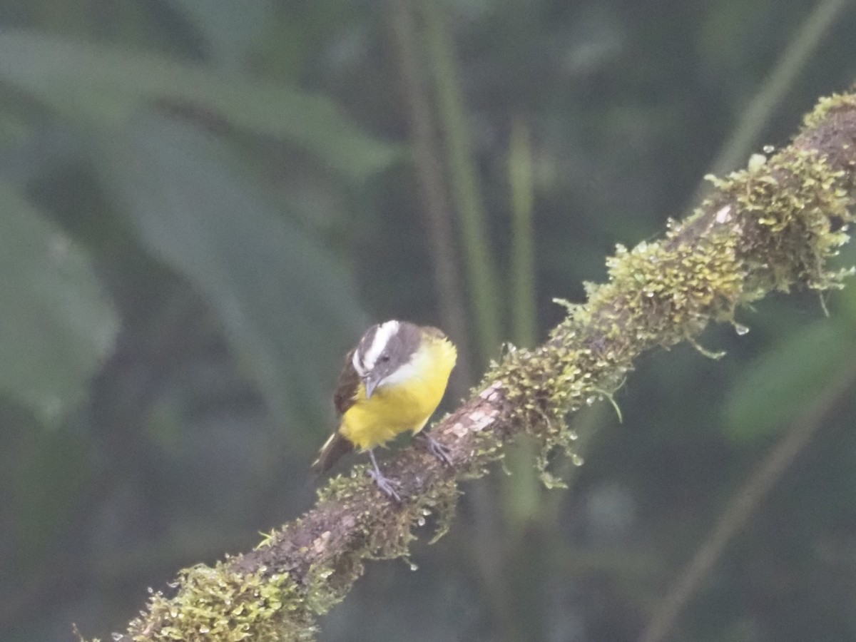 Golden-bellied Flycatcher - Bob Maddox