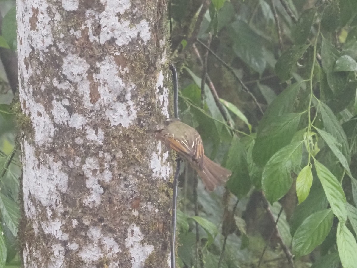 Golden-bellied Flycatcher - ML619360102