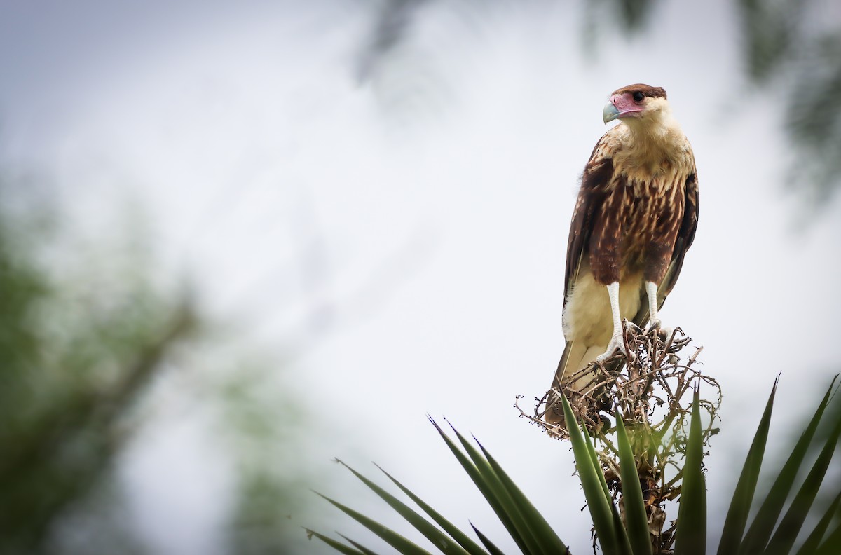 Crested Caracara - Amanda Aman