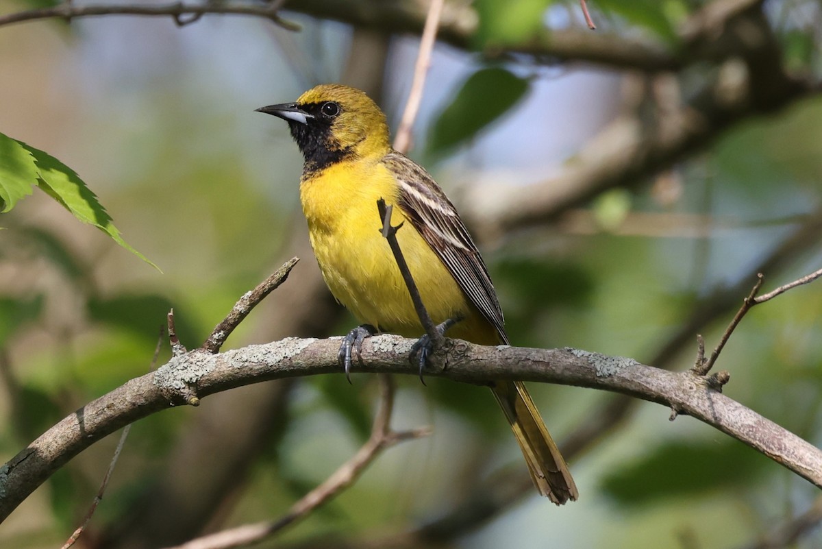 Orchard Oriole - ML619360106