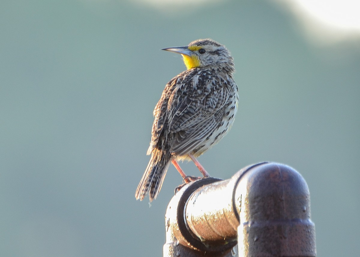 Western Meadowlark - ML619360108