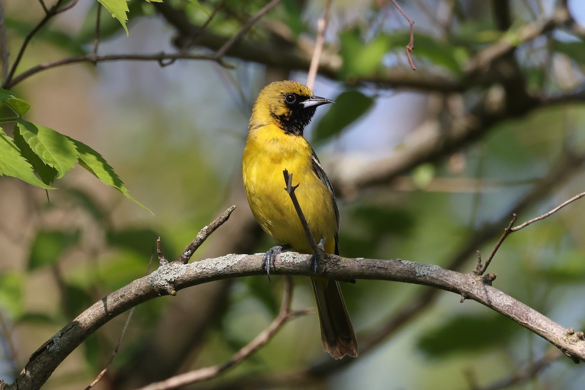 Orchard Oriole - ML619360109