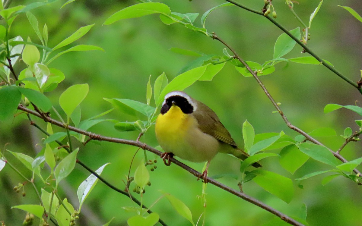 Common Yellowthroat - Jim O'Neill