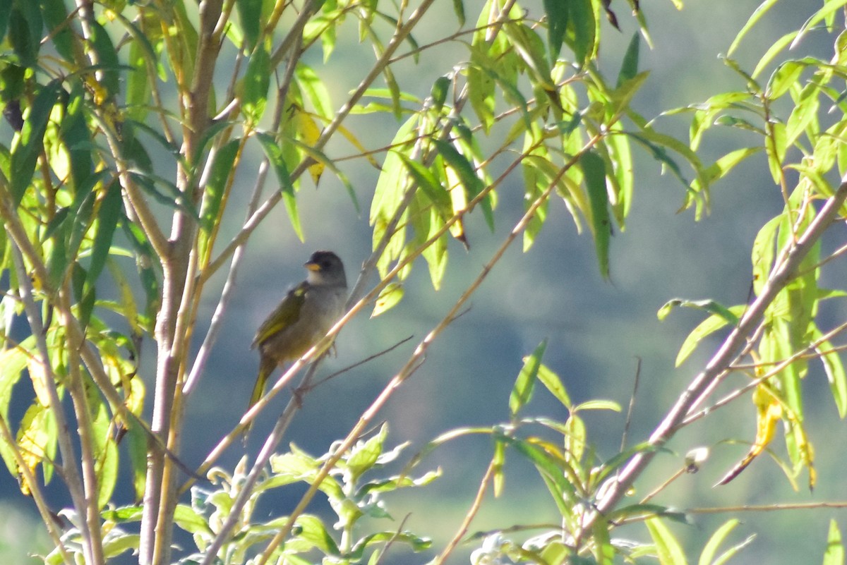 Great Pampa-Finch - PEDRO RIBEIRO NETO