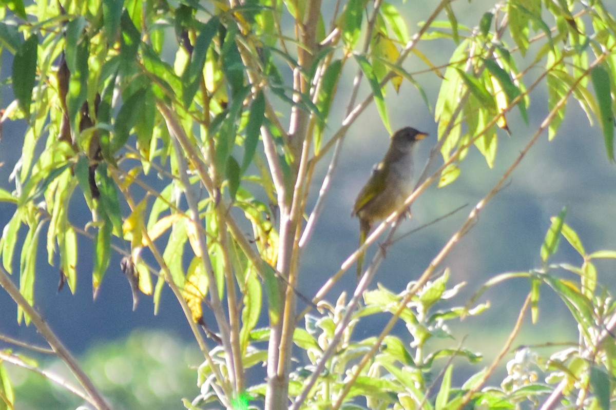 Great Pampa-Finch - PEDRO RIBEIRO NETO