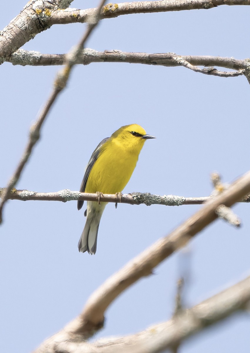 Blue-winged Warbler - jason from Ontario