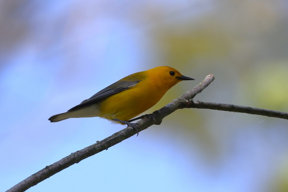 Prothonotary Warbler - ML619360127