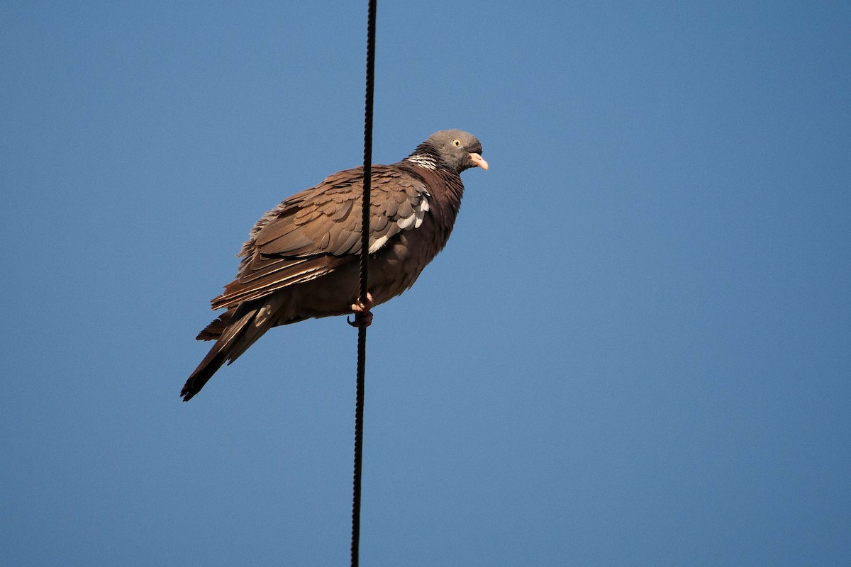 Eurasian Collared-Dove - ML619360128