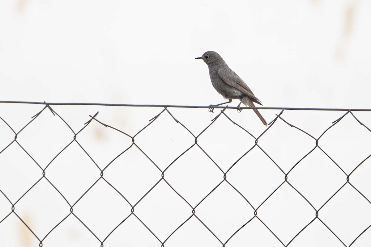 Black Redstart - Jerry Chen