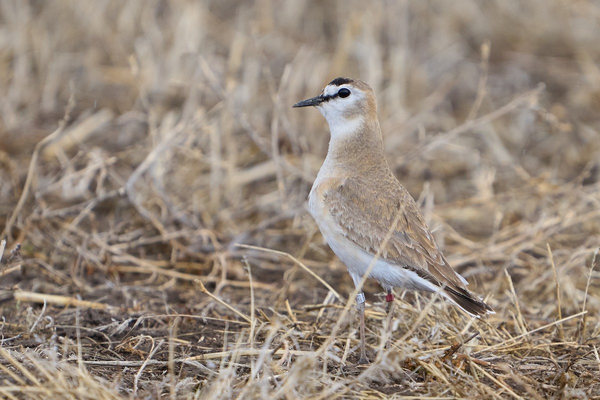 Mountain Plover - Thane Dinsdale