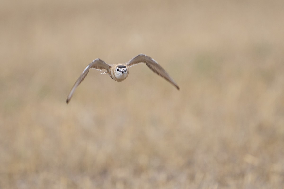 Mountain Plover - ML619360148