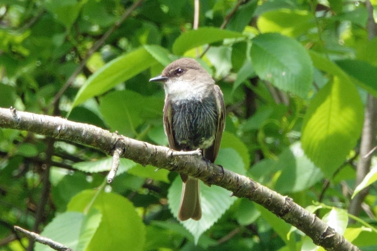 Eastern Phoebe - ML619360163