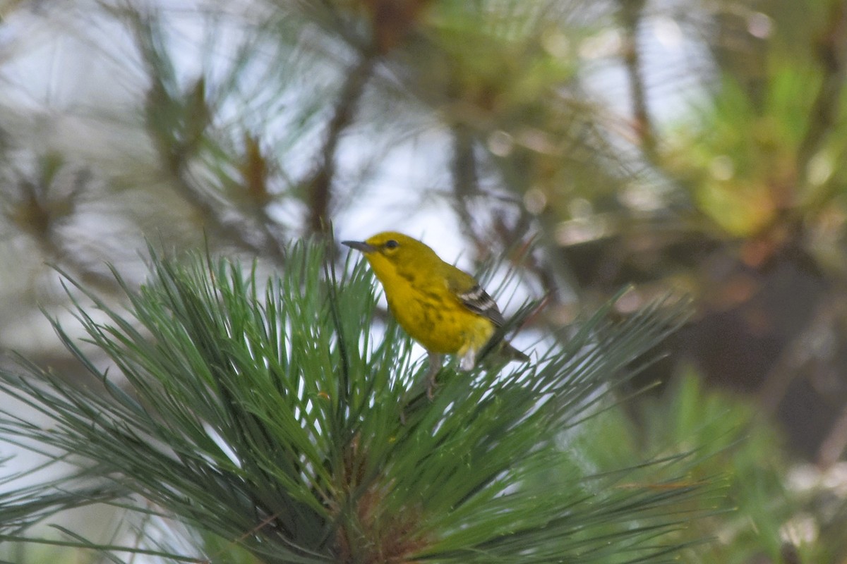 Pine Warbler - ML619360167