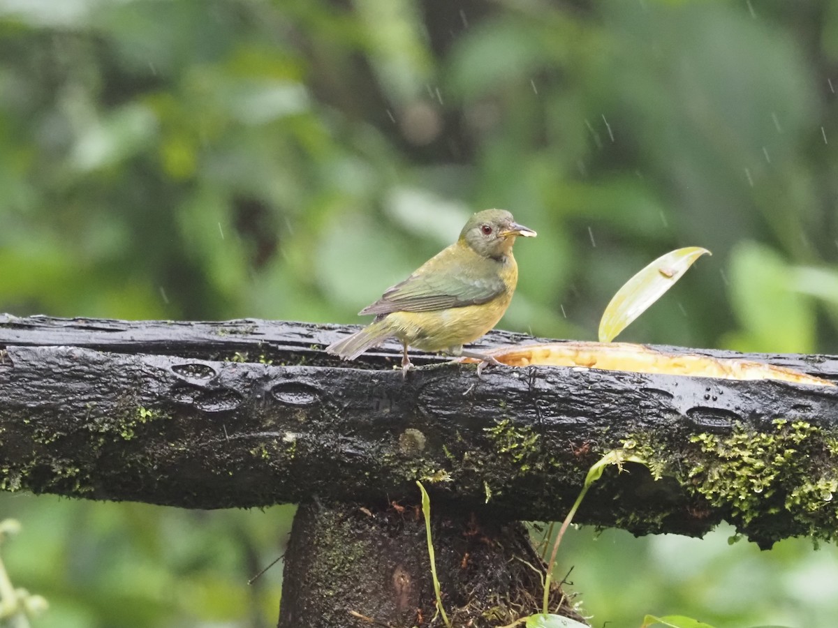 Golden-collared Honeycreeper - Bob Maddox