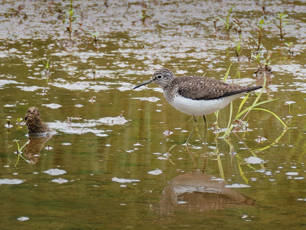 Solitary Sandpiper - Terry Miller 🦅