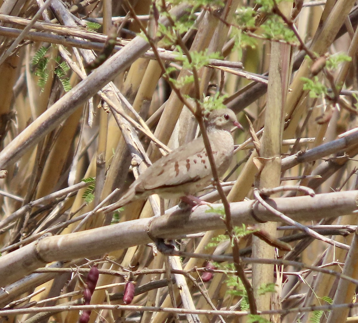 Common Ground Dove - Roy Howard