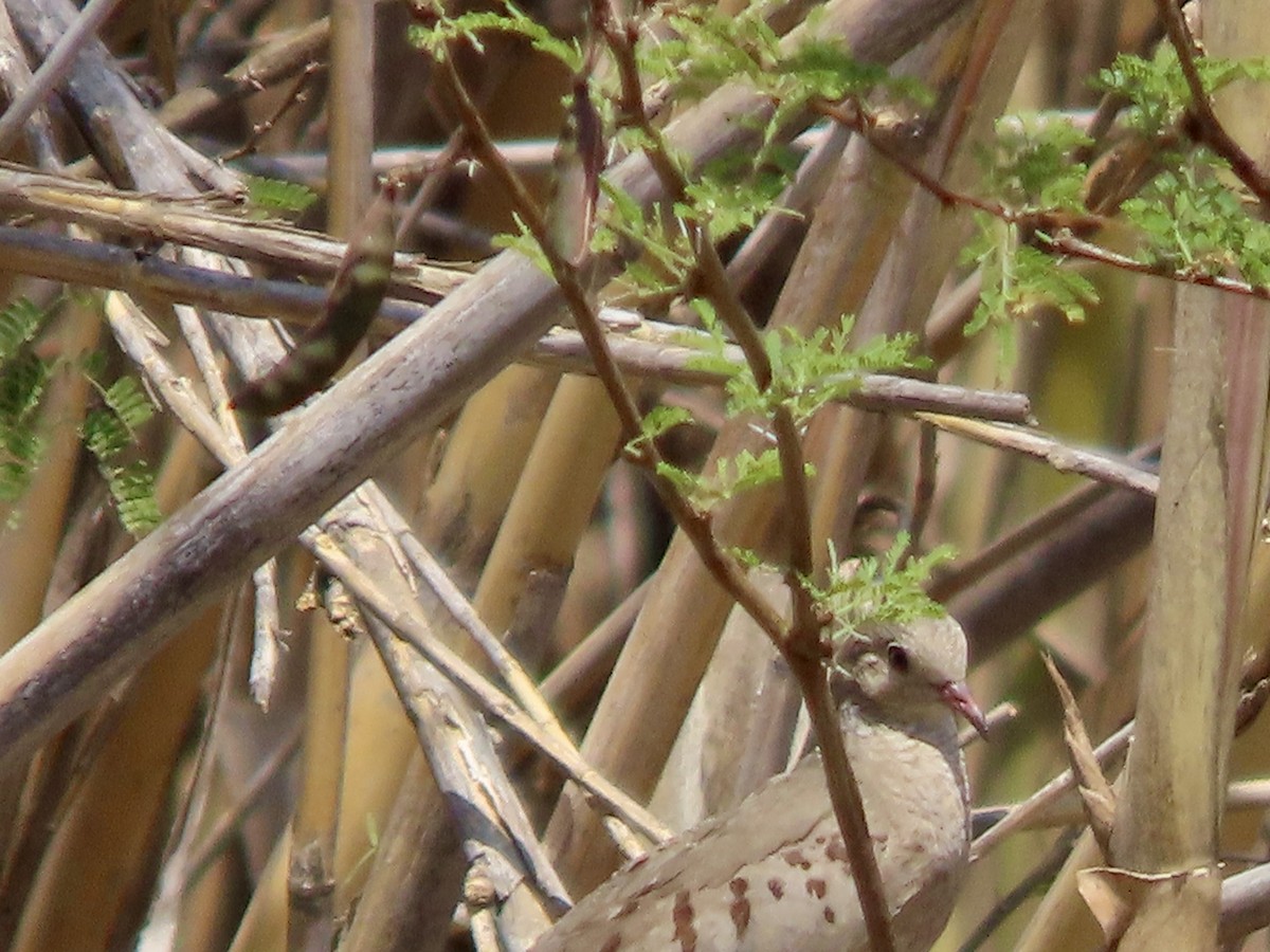 Common Ground Dove - ML619360198