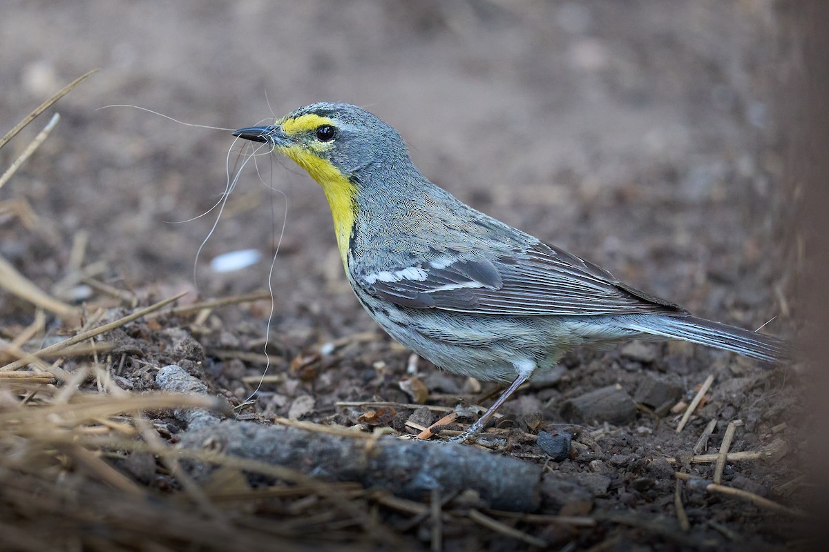 ML619360199 - Grace's Warbler - Macaulay Library