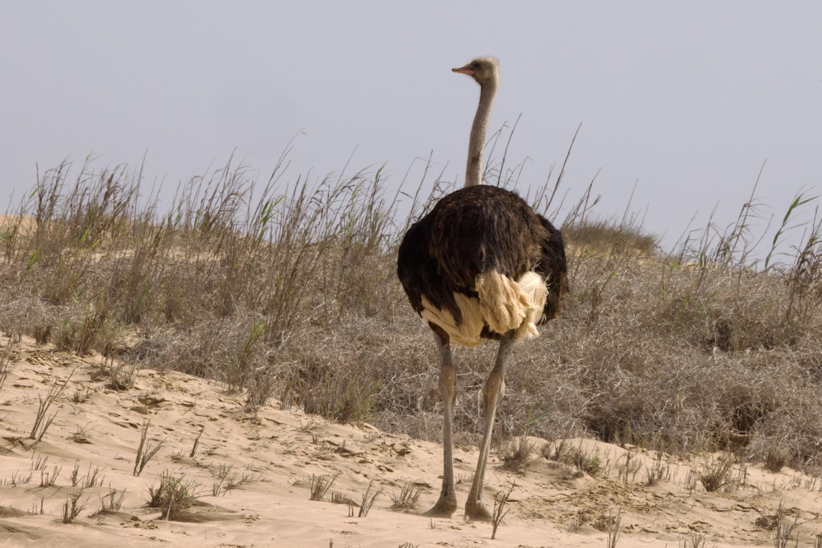 Common Ostrich - John Bruin