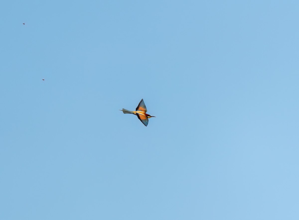 European Bee-eater - ML619360227
