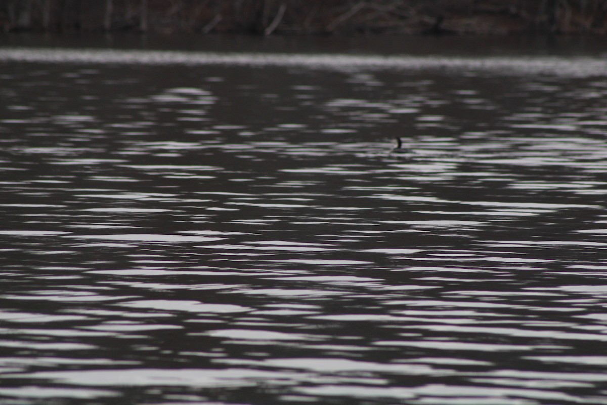 Bufflehead - ML619360241