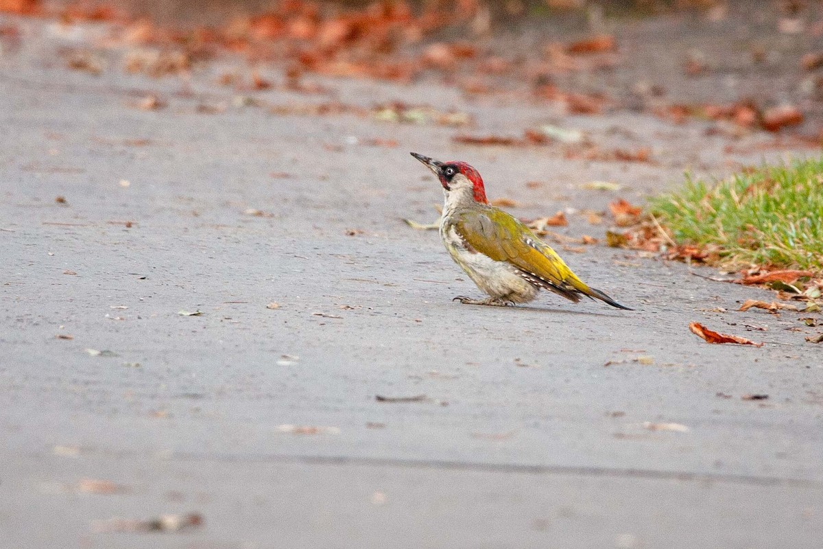 Eurasian Green Woodpecker - Jerry Chen