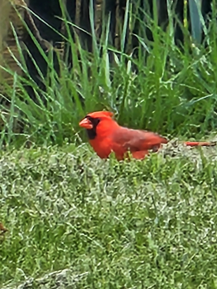 Northern Cardinal - Varun Nagendra