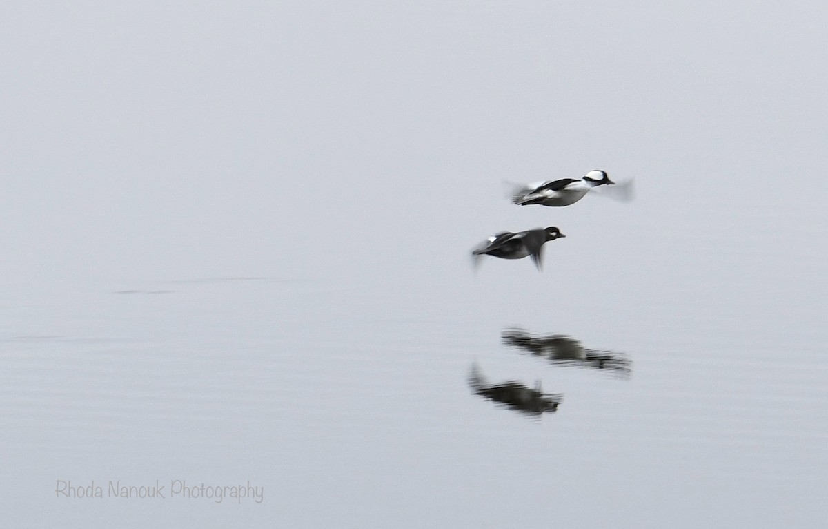 Bufflehead - Rhoda Nanouk