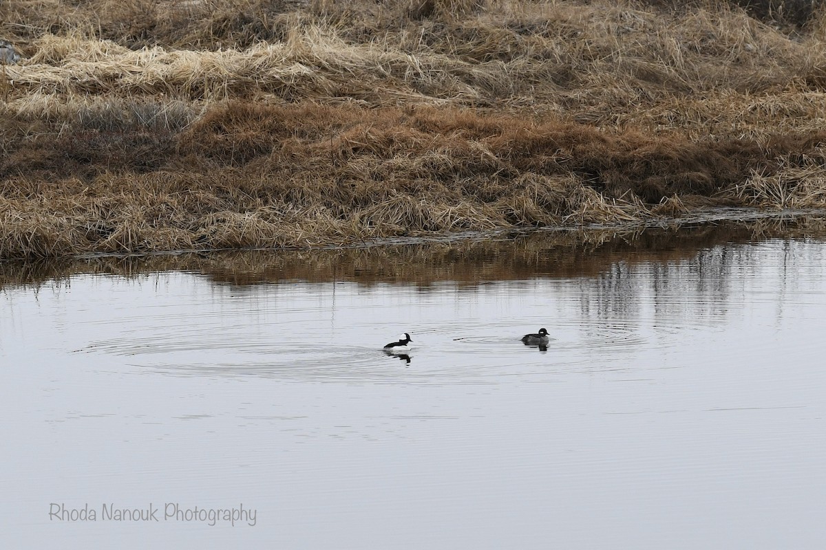 Bufflehead - Rhoda Nanouk