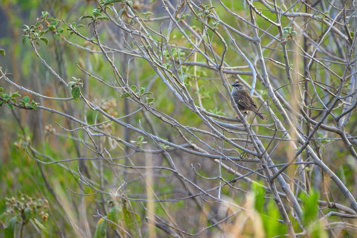 Oaxaca Sparrow - Poojan Gohil