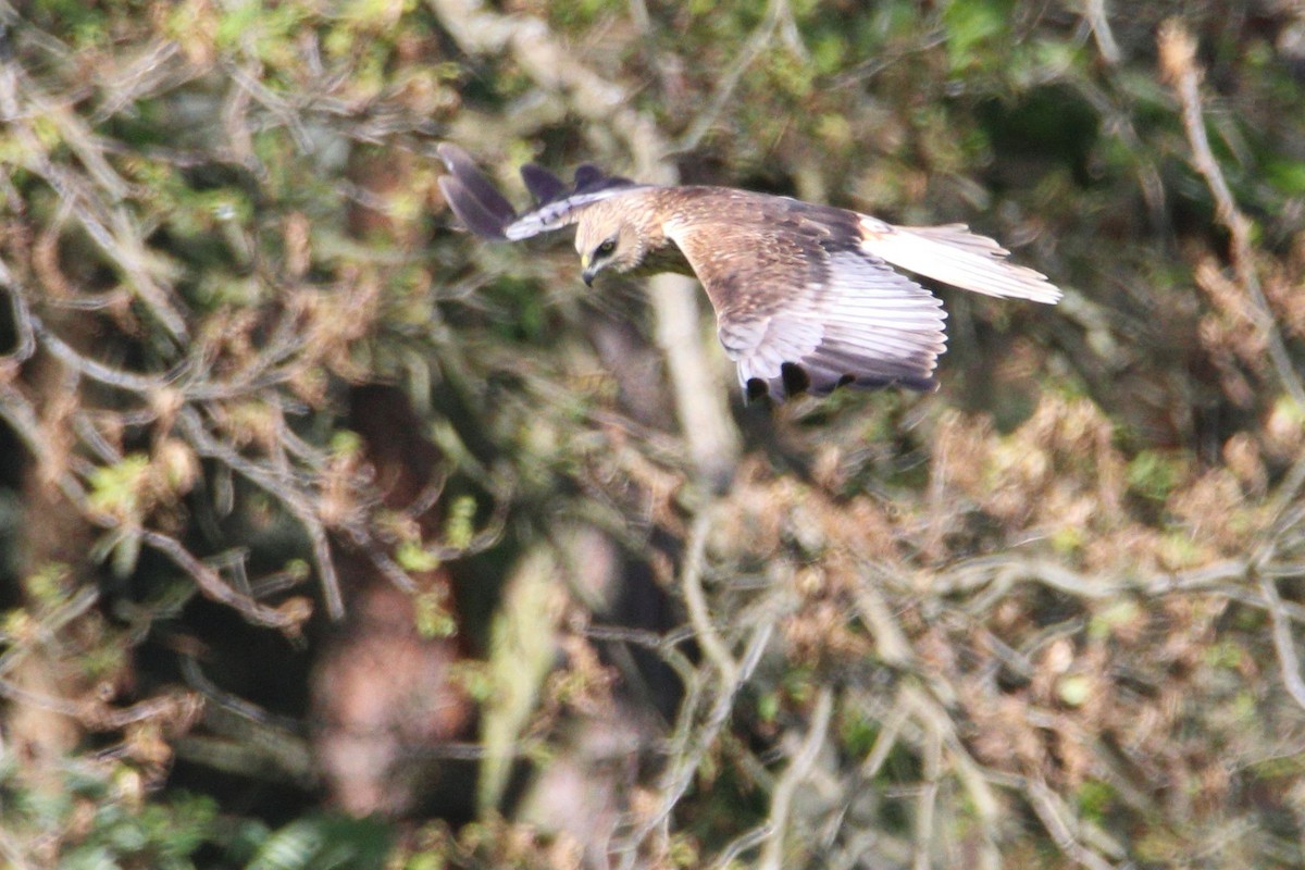 Western Marsh Harrier - Anonymous