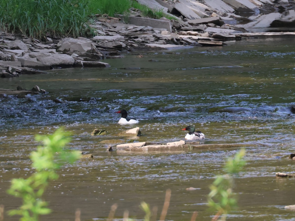 Common Merganser - Garth V. Riley