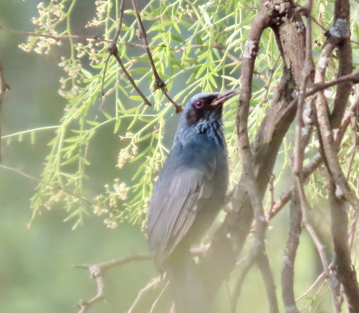 Blue Mockingbird - Roy Howard