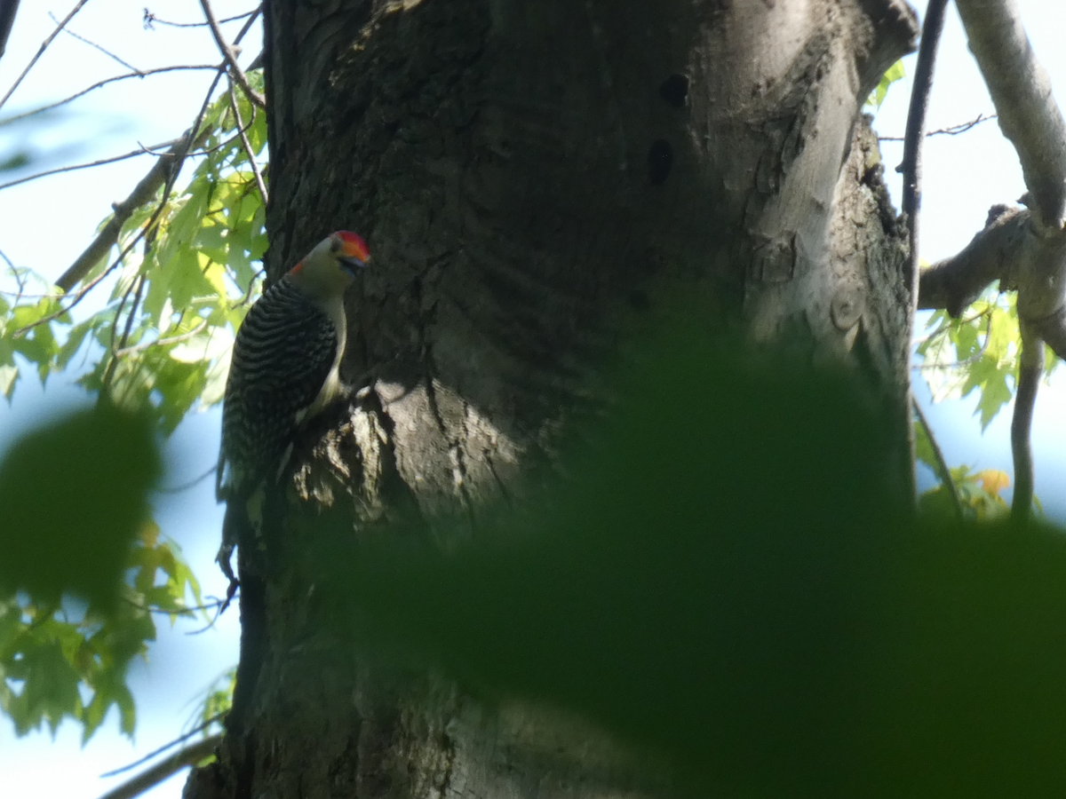 Red-bellied Woodpecker - Carolyn Sanders